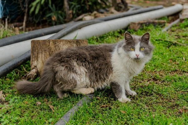 Enhancing concentration: how dietary adjustments can transform adhd symptom management